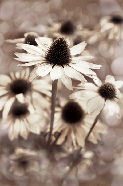 Gentle Sepia Coneflowers by Christina Sillen