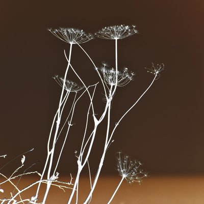 Glowing Botanical Forms by Christina Sillen