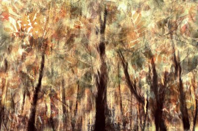 Golden Autumn Forest by Christina Sillen