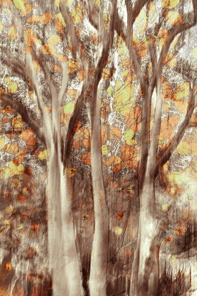 Golden Autumn Forest by Christina Sillen