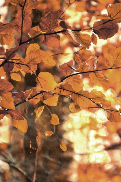 Golden Autumn Leaves by Christina Sillen