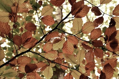 Golden Autumn Leaves by Christina Sillen