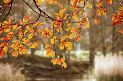 Golden Autumn Oak Leaves by Christina Sillen