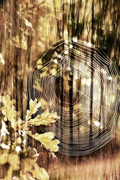 Golden Autumn Spiderweb by Christina Sillen