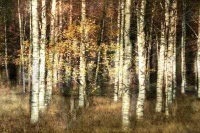 Golden Birch Grove by Christina Sillen