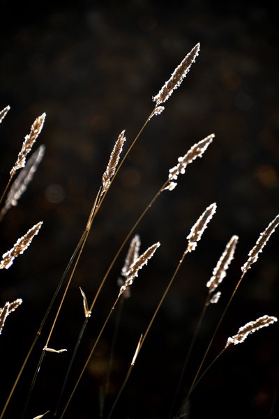 Golden Grass Glow by Christina Sillen