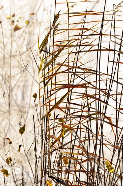 Golden Winter Reeds by Christina Sillen