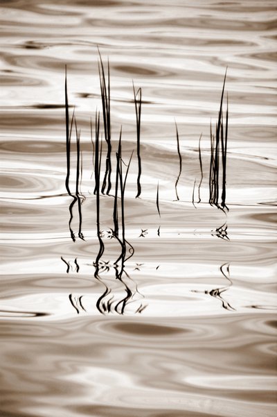 Minimalist Water Reeds by Christina Sillen