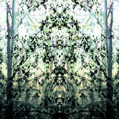 Mirrored Forest Dream by Christina Sillen