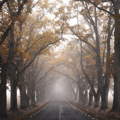 Misty Autumn Road by Christina Sillen