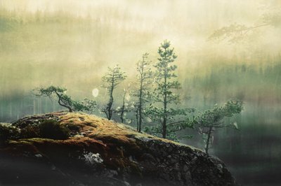 Misty Forest Pines by Christina Sillen