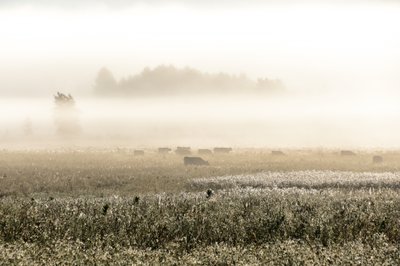 Misty Morning Cows by Christina Sillen
