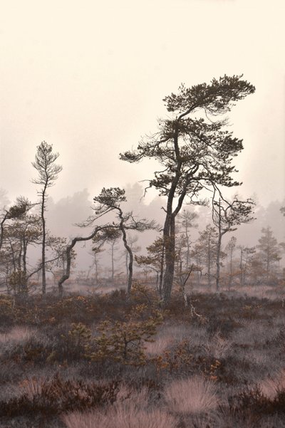 Misty Pine Landscape by Christina Sillen
