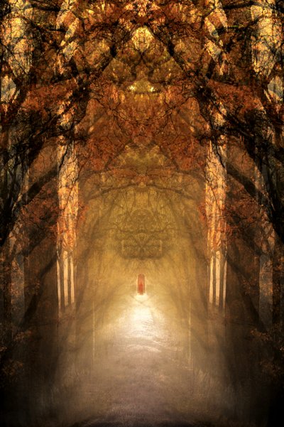 Mystical Forest Tunnel by Christina Sillen
