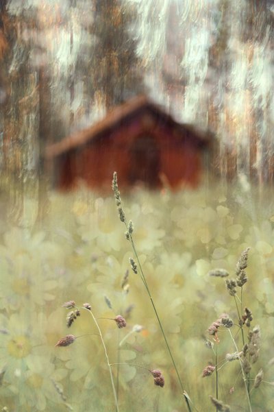 Peaceful Barn Field by Christina Sillen