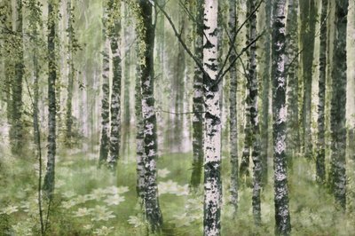 Peaceful Birch Forest by Christina Sillen