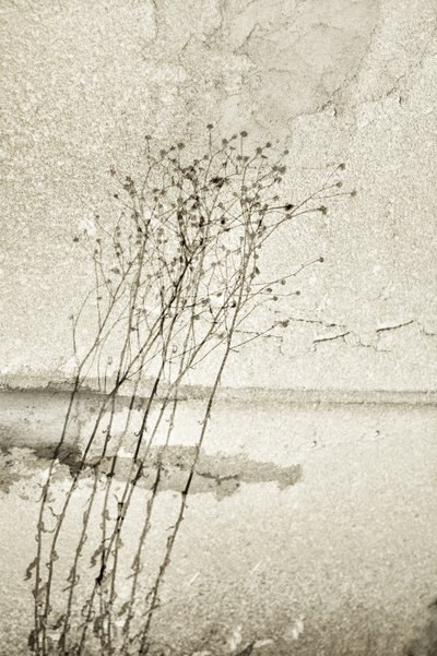 Rustic Botanical Study by Christina Sillen