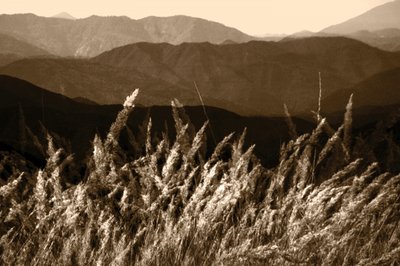 Sepia Mountain Grass by Christina Sillen