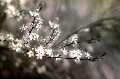 Sloe Blossom by Christina Sillen