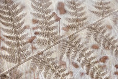 Soft Autumn Ferns by Christina Sillen