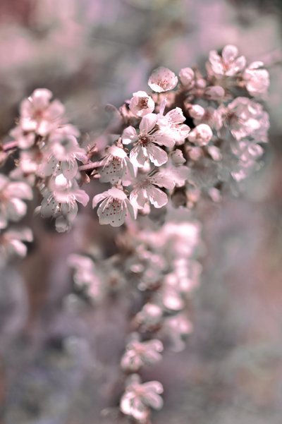 Soft Pink Blossoms by Christina Sillen