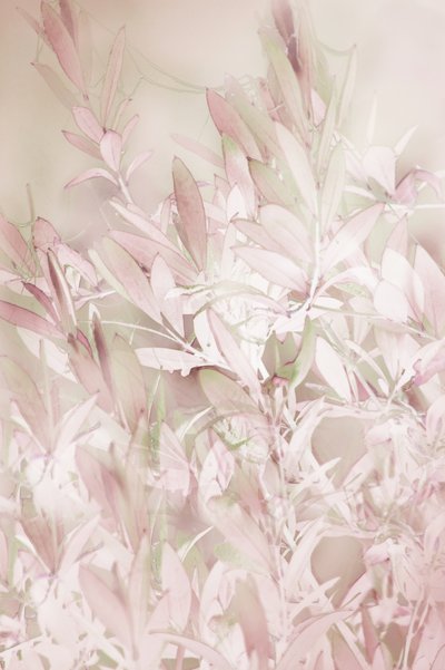 Soft Pink Botanicals by Christina Sillen