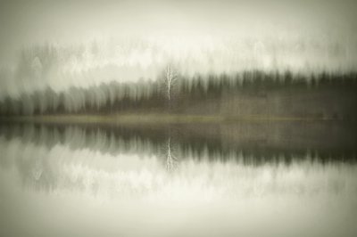 Solitary Birch Lake by Christina Sillen