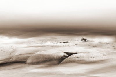 Solitary Desert Tree by Christina Sillen