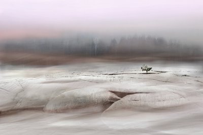 Solitary Winter Tree by Christina Sillen