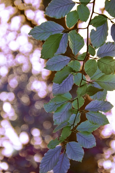 Sunlit Green Leaves by Christina Sillen