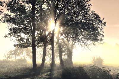 Sunlit Misty Trees by Christina Sillen