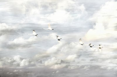 Swans in Flight by Christina Sillen