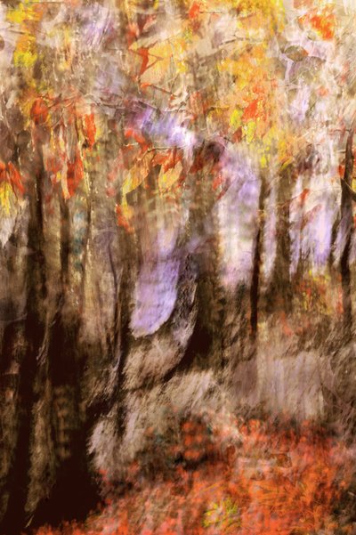 Vibrant Autumn Forest by Christina Sillen