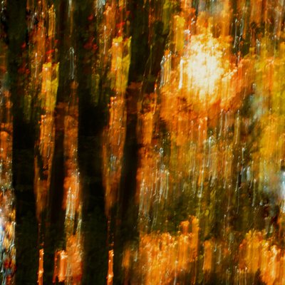 Vibrant Autumn Trees by Christina Sillen