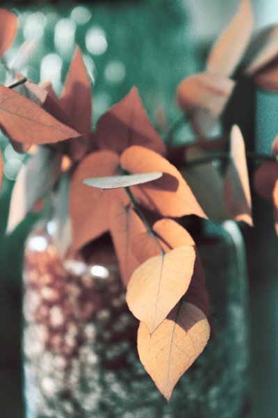Warm Autumn Leaves by Christina Sillen