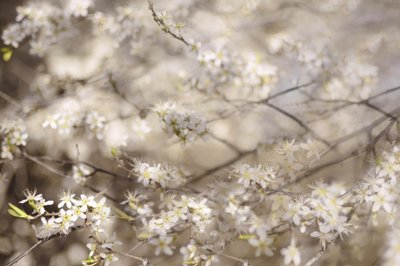 White Spring Blossoms by Christina Sillen