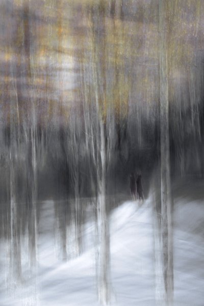Winter Forest Walk by Christina Sillen