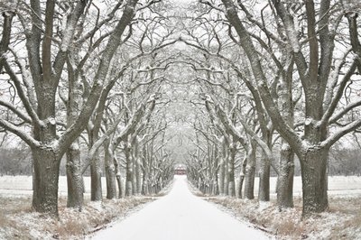 Winter Tree Lined Road by Christina Sillen