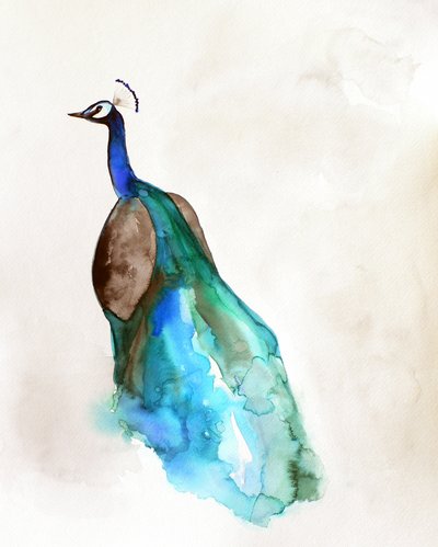 Vibrant Blue Peacock by Christine Lindstrom
