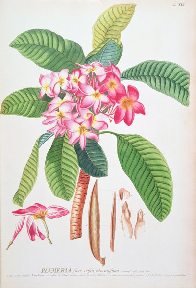 Plumeria: from Plantae Selectae by Christoph Jacob & Ehert Georg Dionysius (1708/9 70) Trew