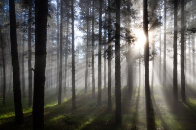 Misty Forest Sunbeams by Christoph Schaarschmidt