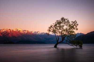 Twilight Lake Lone Tree by Christoph Schaarschmidt