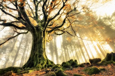 Misty Forest Sunbeams by Christophe Kiciak