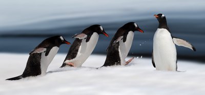 Gentoo Penguin Action by Chuanxu Ren