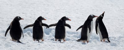 Penguins on a Snowy Walk by Chuanxu Ren