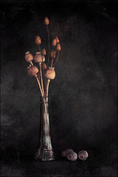 Dark Botanical Still Life by Cicek Kiral