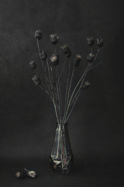 Dark Botanical Still Life by Cicek Kiral