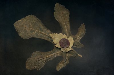 Dried Leaves Still Life by Cicek Kiral