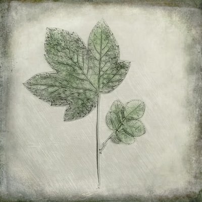 Elegant Green Leaves by Cicek Kiral