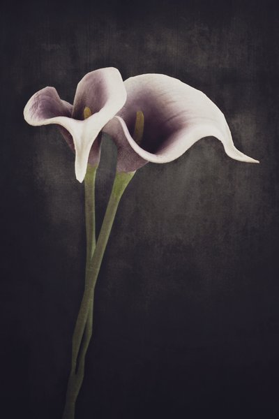 Moody Calla Lilies by Cicek Kiral
